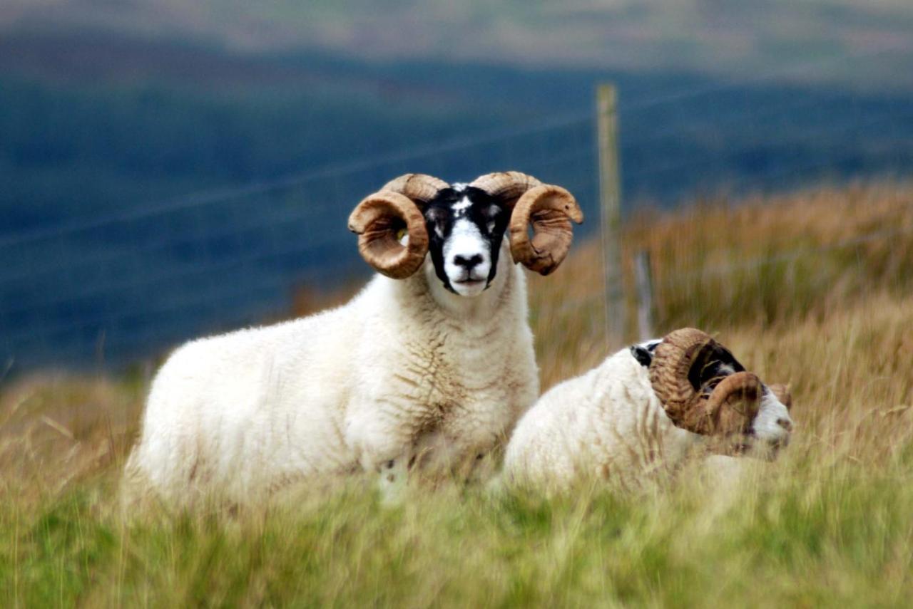 Bed and Breakfast Orsay House Portnahaven Экстерьер фото